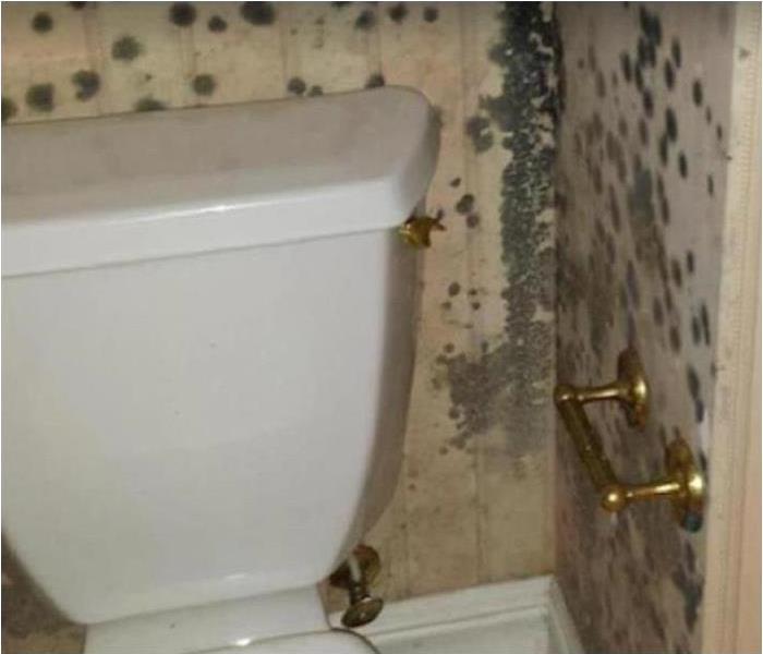Heavy mold damage growing on walls in bathroom on walls around toilet. 